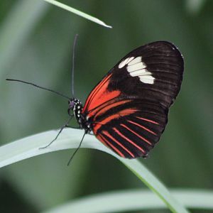 Doris longwing - Heliconius doris