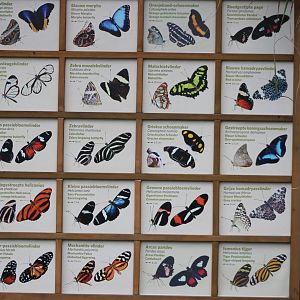 Butterfly signs in the Mangrove-hall