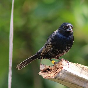 Blue and black grassquit