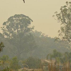 Recent bushfires.