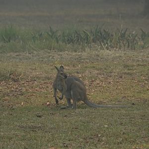 Red-necked wallaby in smokey conditions.