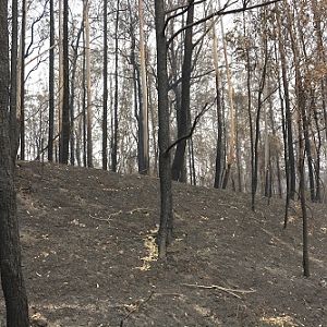 After the bushfires.