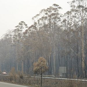 Roadside after fires.