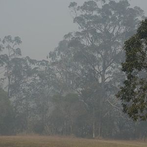 Approaching bushfire smoke.