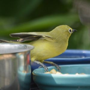 White-Eye ID (Peggy Notebaert Nature Museum)