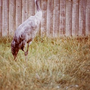 Common crane : Stagsden Bird Gardens : 1983