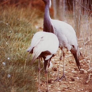 Demoiselle crane : Stagsden Bird Gardens : 1983