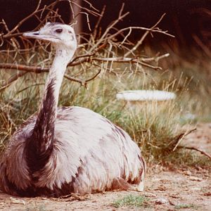 Greater rhea : Stagsden Bird Gardens : 1983