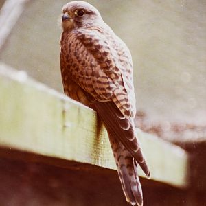 Eurasian kestrel : Stagsden Bird Gardens : 1983
