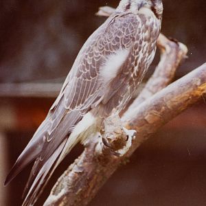 Laggar falcon : Stagsden Bird Gardens : 1983