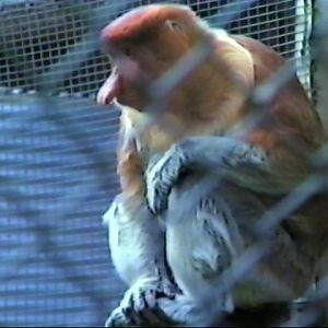 Proboscis monkey : Twycross : Jul 1985