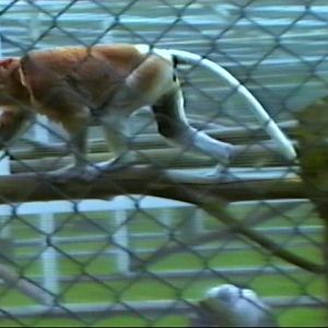 Proboscis monkey : Twycross : Jul 1985