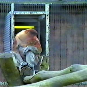 Proboscis monkey : Twycross : Jul 1985