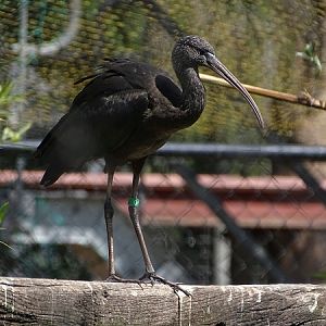 New species 07/2020: Glossy ibis