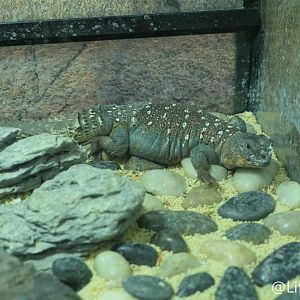 Ocellated Mastigure (Uromastyx ocellata)