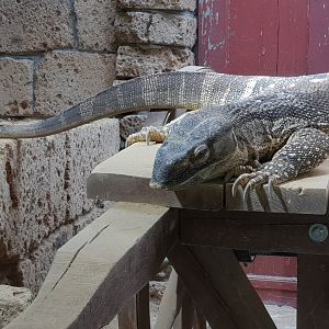 White-throated monitor