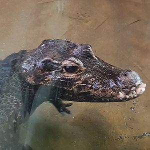 West-african dwarf crocodile