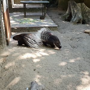 Indian crested porcupines