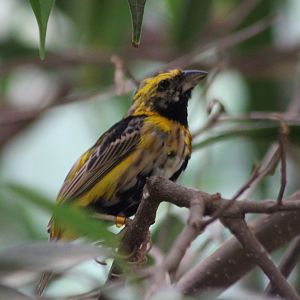 Yellow-crowned bishop - male