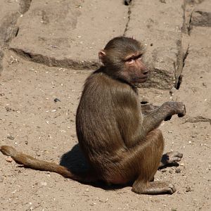 Hamadryas baboon