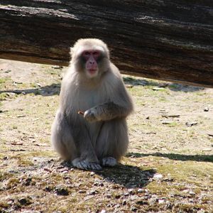 Japanese macaque