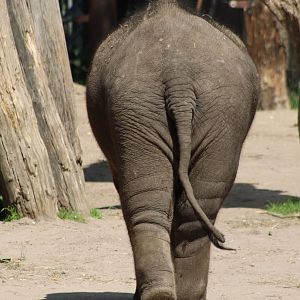 Asiatic elephant - young