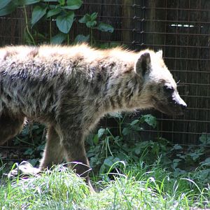 Spotted hyena