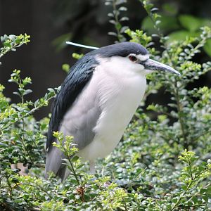 Black-crowned night-heron
