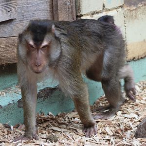 Sunda pig-tailed macaque