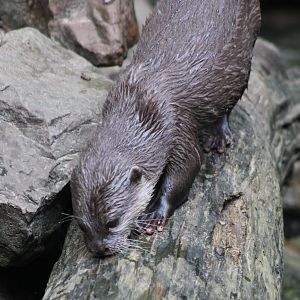 Asian small-clawed otter