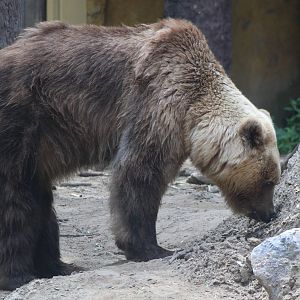 Brown bear