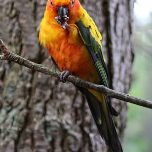 Sun conure