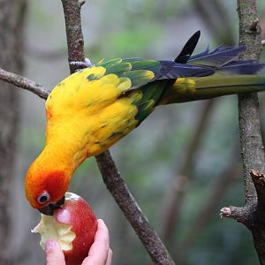 Sun cpnure eating an apple