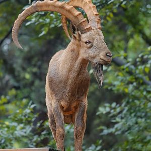 Siberian ibex