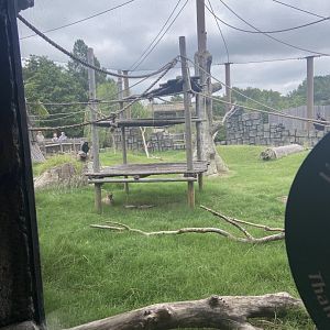 Lost Kingdom: Siamang exhibit