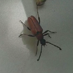 Red-brown longhorn beetle - Stictoleptura rubra