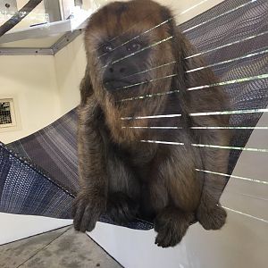 Black-and-gold Howler Monkey