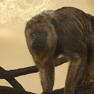 Black-and-gold Howler Monkey