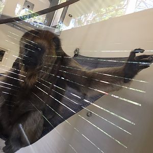Black-and-gold Howler Monkey