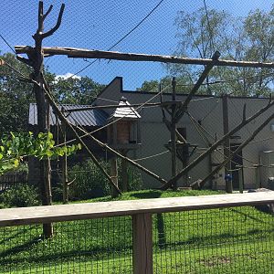 Black-and-gold Howler Monkey Exhibit