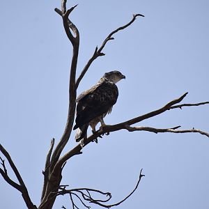 Bonelli's eagle - (Forêt d'El Mzar)
