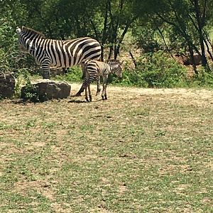Burchell's Zebra