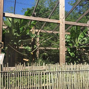 Cotton-headed Tamarin Exhibit