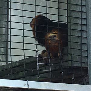 Golden-headed Lion Tamarin