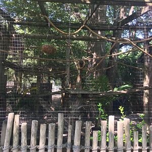 Golden-headed Lion Tamarin Exhibit