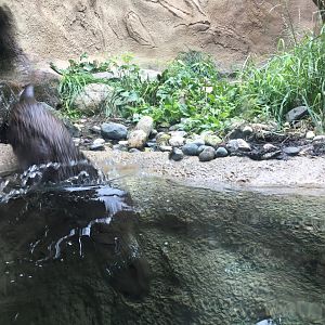 River otter mid-dive