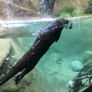 North American River Otter