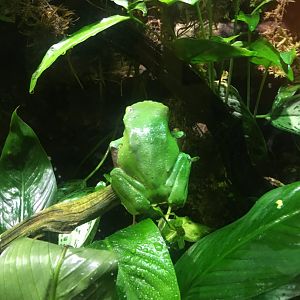 Waxy Monkey Frog