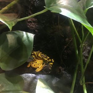 Panamanian Golden Frog