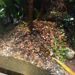 Poison Dart Frogs